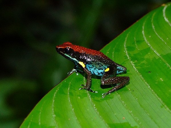 Tradicion-et-amazonie8