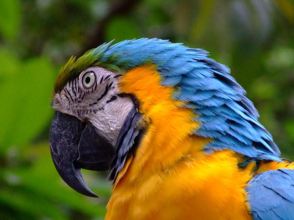 L’Amazonie
