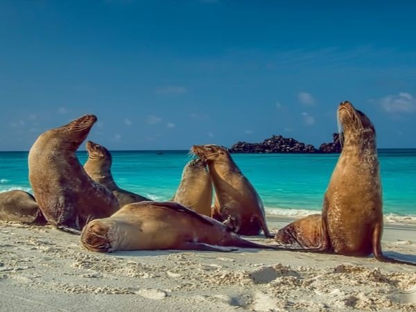   D'île en île aux Galapagos